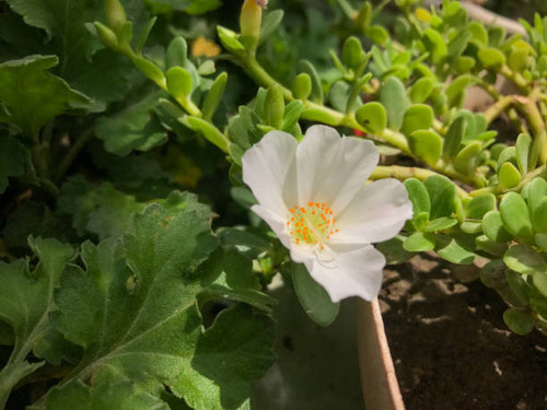The single close up of the white rose..jpg