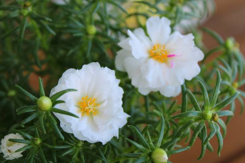 White flowers.jpg