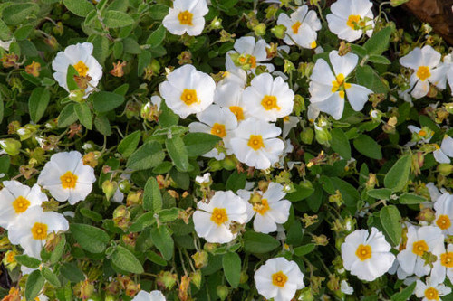 White flowers in a forest.jpg