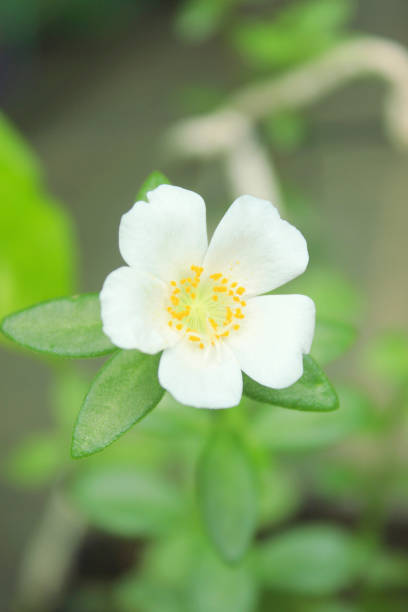 White flower of the succulent plant Portulaca Umbraticola Kunth, known as purslane, eleven o'clock o.jpg