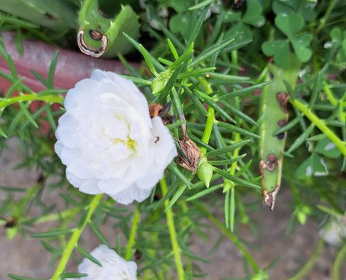 White flower on green leaves background in garden. Floral background..jpg
