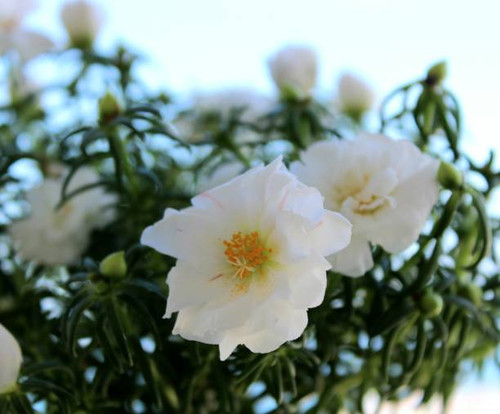 White flowers beautiful.jpg