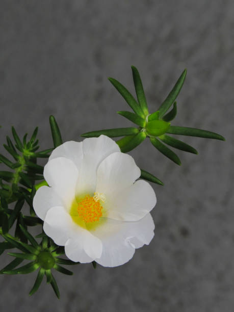 white flower with yellow kernels and green branches under a gray background, Sao Paulo, Brazil.jpg