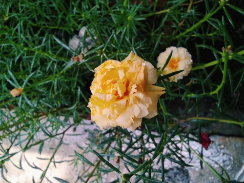 Beautiful Yellow Japanese Rose blooming.jpg