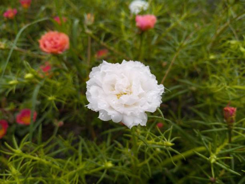 white krokot at the park.jpg