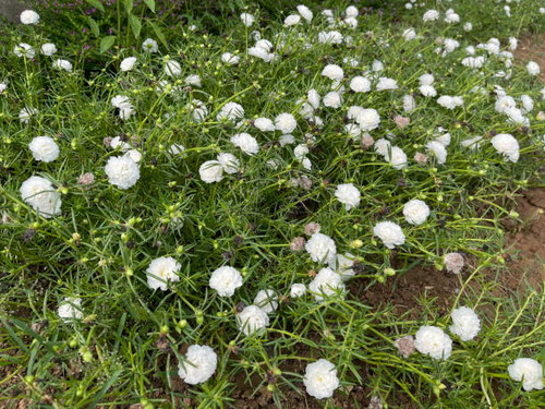 White grass flowers blooming on a green background.jpg