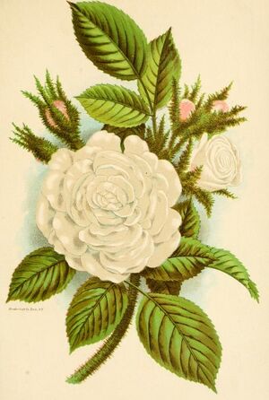 03 300px White moss i jpg.jpg