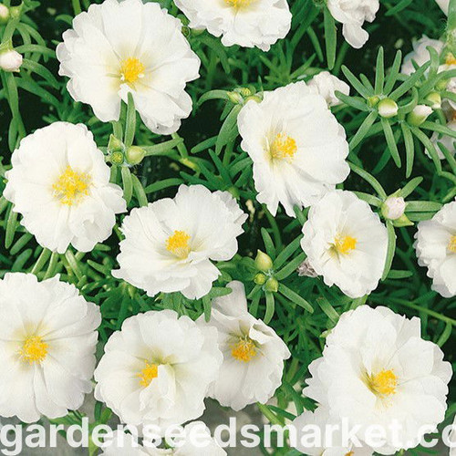 Archivnummer: N1507382.jpg