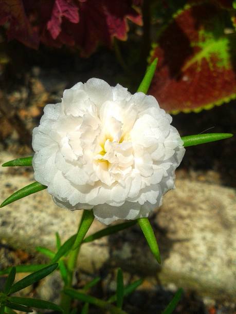 A single white moss-rose purslane flower in the garden.jpg
