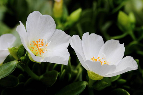 Close-up View of Two White Moss Rose Flower in Full Bloom in Garden.jpg