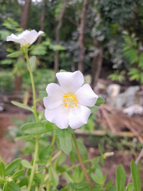 White moss rose flowers in garden. Portulaca grandiflora flowers beauty. Soft blossom Moss rose..jpg