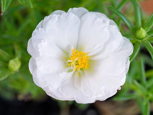 A white portulaca flower in close-up / macro shot.jpg