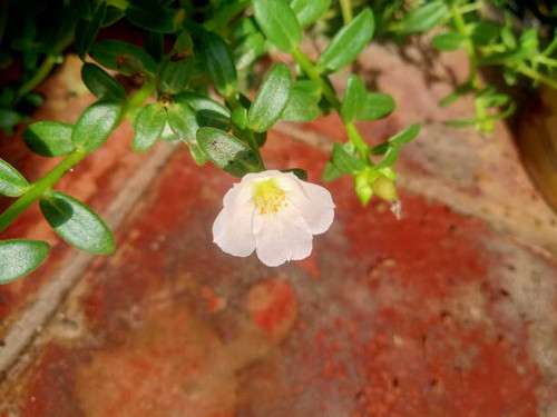 white little flower on the terrace.jpg