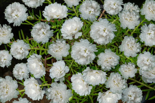 White TABLE ROSE - Moss-rose, Top view photography, Moss-rose garden.jpg