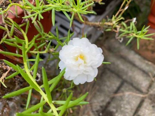 Selected focus for Porslane Flower.jpg