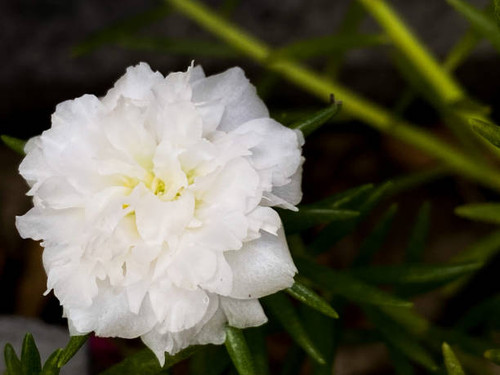 white moss rose flower blossom.jpg