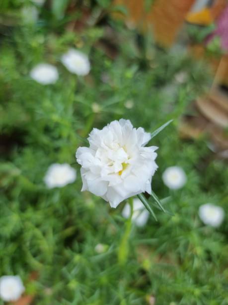 Delicate white little flowers grace the landscape, their small petals glowing in the soft sunlight..jpg