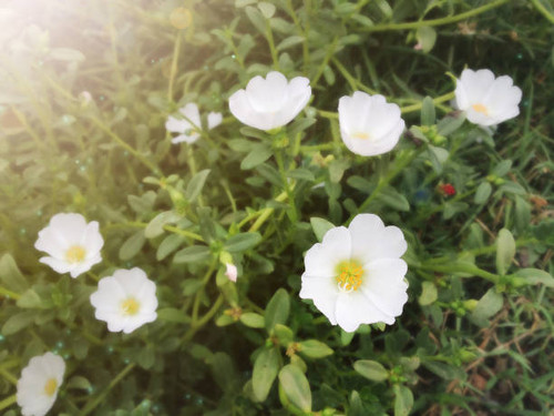 Lovely white mosss-rose, Purslane or sun plant flower with lens flare and sunlight.jpg