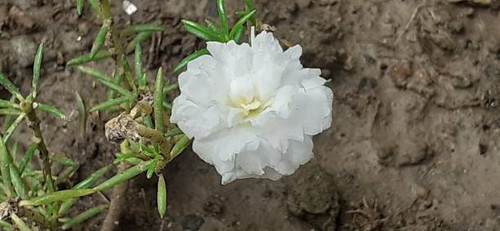Moss Rose or Portulaca Grandiflora is a Portulacaceae family flowering plant. It;s also known Rose M.jpg