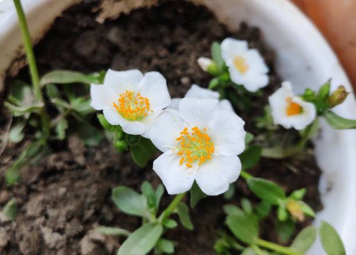 White Portulaca flower. Portulaca is the type genus of the flowering plant family Portulacaceae. The.jpg