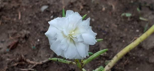 Moss Rose or Portulaca Grandiflora is a Portulacaceae family flowering plant. It;s also known Rose M.jpg