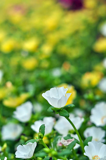 white portulaca flowers in the garden..jpg