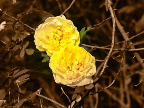 Open, incredibly beautiful yellow rose in the garden. Rose bush.jpg