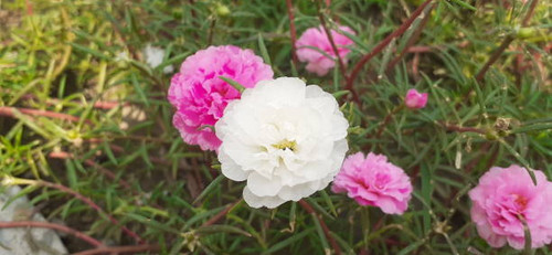 Portulaca Grandiflora or Moss Rose is a Portulacaceae family flowering plant. It;s also known Rose M.jpg