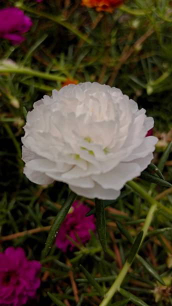white portulaca flower that blooms perfectly.jpg