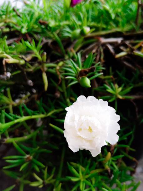 December 14,2020. Kediri, Indonesia. White portulaca flower in bloom.jpg