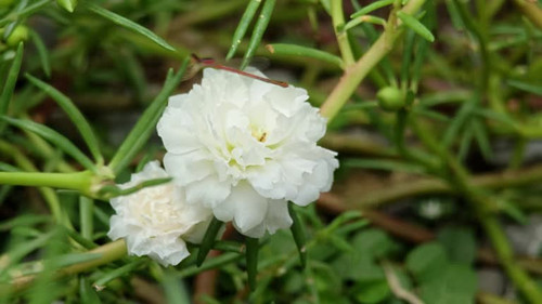 White purslane bloom in garden.jpg