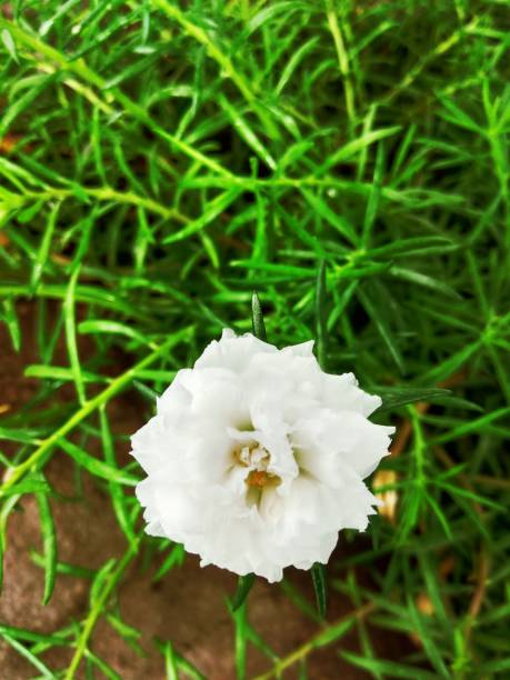 White Portulaca Grandiflora,SUN ROSE,MOSS ROSE, 9 O' CLOCK FOLWER in india..jpg