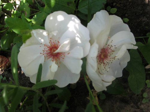 White rose flowers on the rose bush in the garden in summer. Gardening of Ukraine.jpg