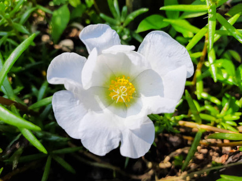 Close-up of a blooming white portulaca flower in a garden, surrounded by green leaves. The delicate .jpg