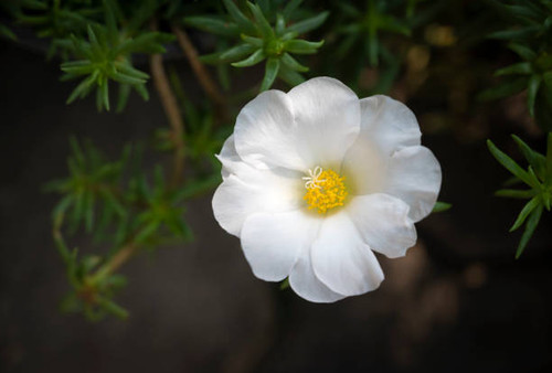 Close-up of the small white Portulaca oleracea flower is blooming for only a few hours on a sunny mo.jpg