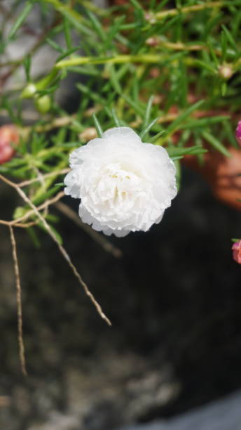 A beautiful view of White Portulaca graniflora flowers with plant..jpg