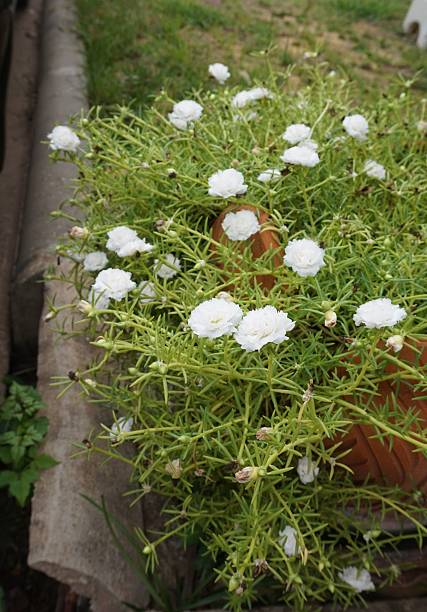 white portulaca flower in pottery.jpg