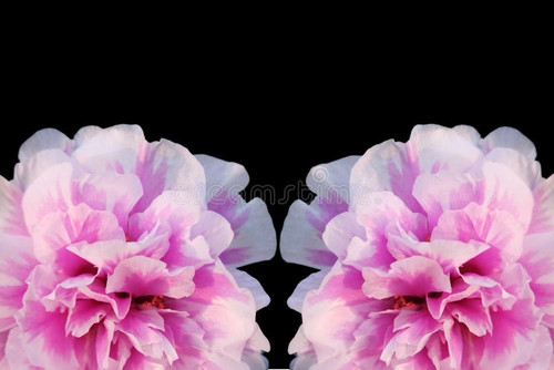 06 symmetrical pink white moss rose blooms image displays stunning close up two vibrant portulaca gr.jpg