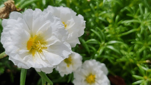 11 moss rose double white portulaca 600nw 2393320901 jpg.jpg