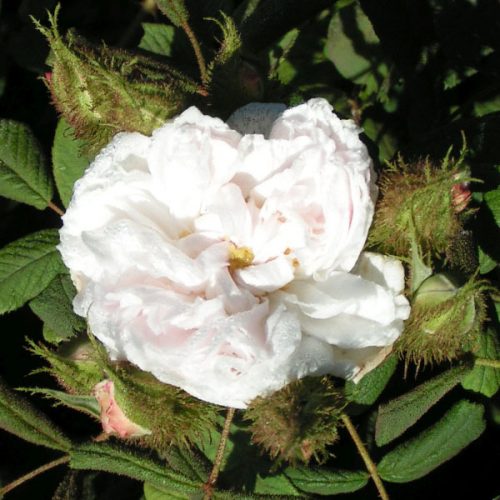 07 xquatre saisons blanc mousseux moss rose 500x500 jpg pagespeed ic z HU4g9 Kmai jpg.jpg