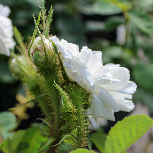 12 Perpetual White Moss 4 1000p jpg.jpg