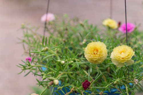 Purslane or Moss-rose are blooming in flowerpot in the morning.jpg