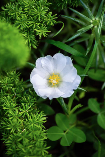 white flower and green leafs.jpg