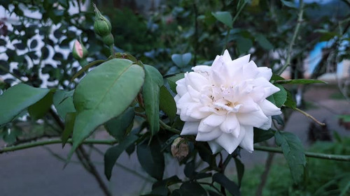 Video of White Rose Swaying on Blur Background.jpg