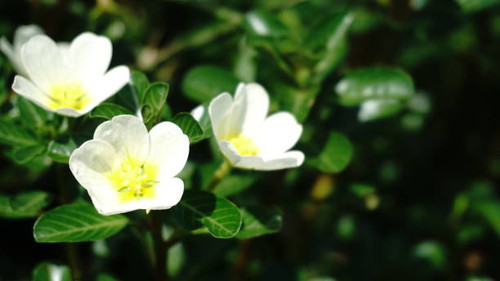 white water primrose is a type of deciduous grass that grows in tropical climates with sufficient mo.jpg