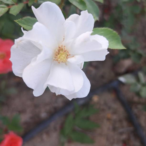 Photo was taken from ontanyades gardens.jpg