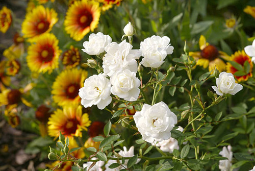White roses and cockade flowers..jpg