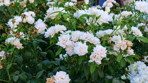 White roses on bright green leaves background in the garden in spring on a sunny day..jpg