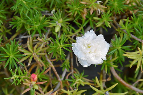 white rose moss in the garden.jpg