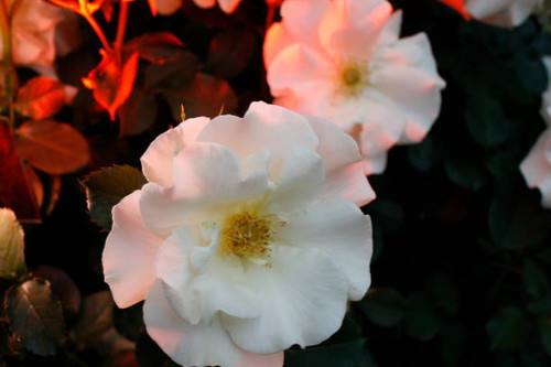 Canon 1000D 18 - 55mm Lens.jpg